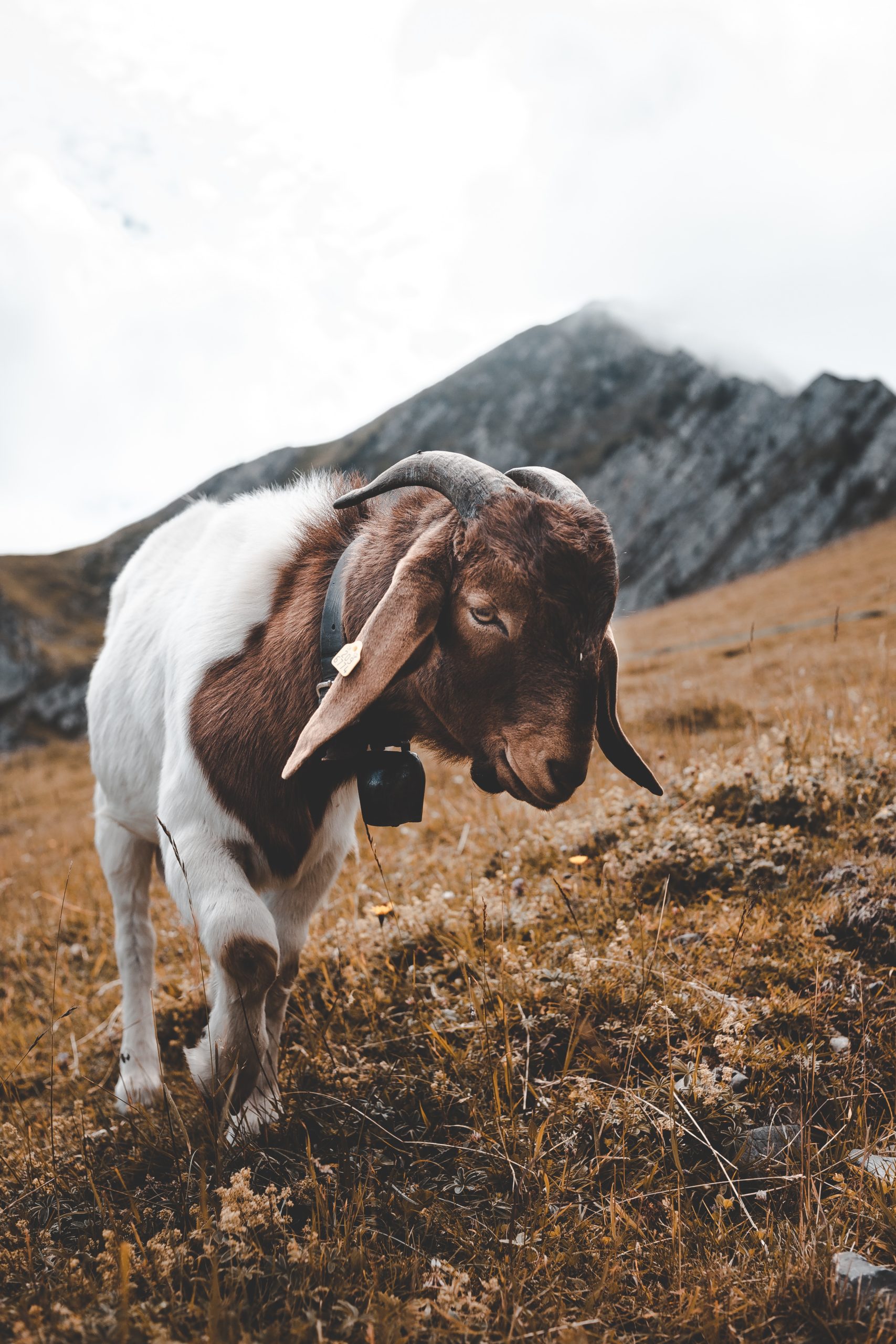 Episode 34 – The Scapegoat