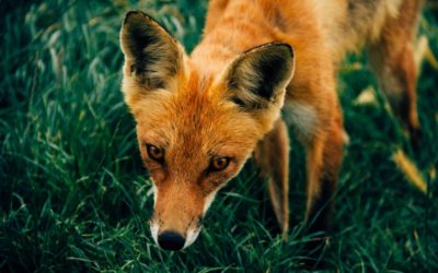 Episode 92 – Trickster