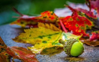 Episode 102 – Destiny: Are We Fated to Have One?