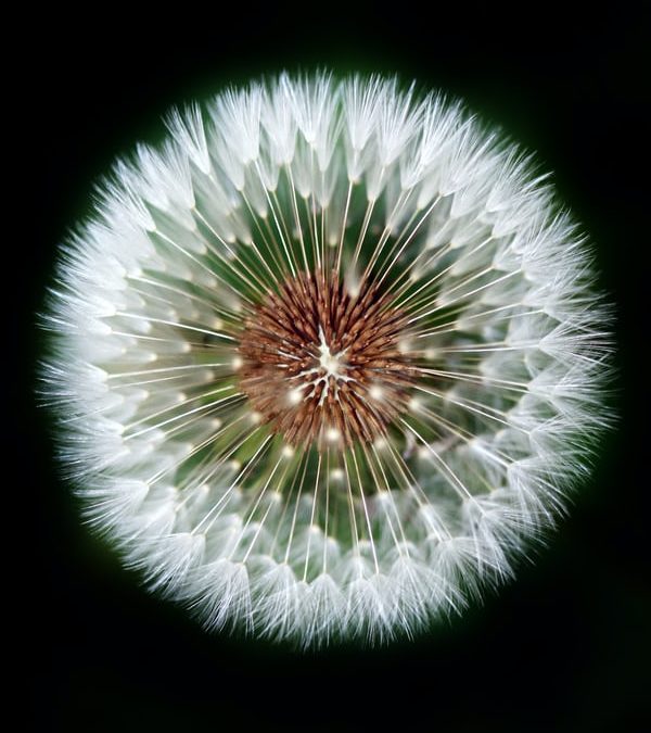 Bonus Episode – On Becoming a Jungian Analyst