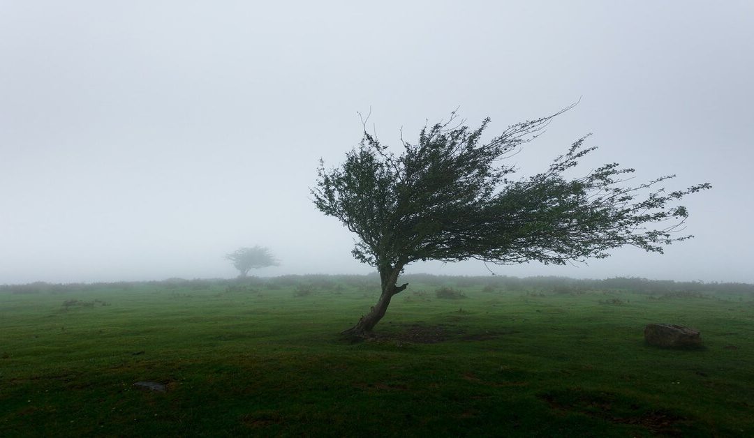 ADAPTATION: meeting life’s demands creatively
