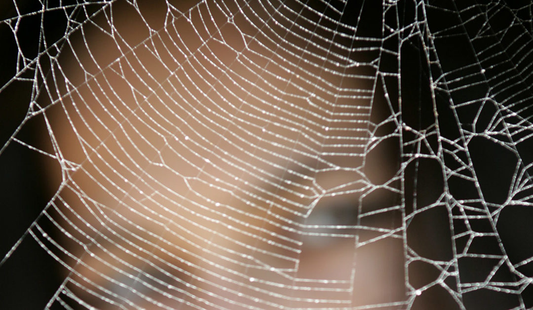 SPIDER PARENTS: why can’t I just move out?