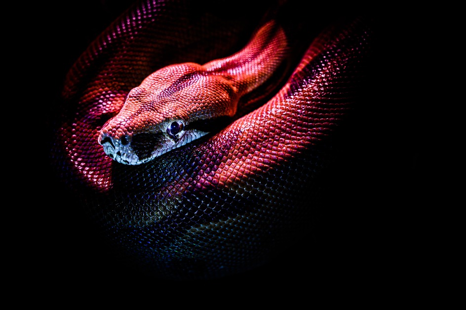 Snakes in Cages