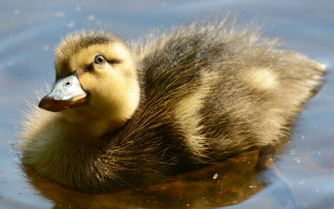 UGLY DUCKLING COMPLEX: the painful path of transformation